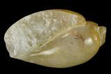Polished, Chalcedony Replaced Gastropod Fossil - India #133515-1